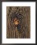 Close-Up Of A Knot In A Section Of Lumber by David Boyer Limited Edition Print