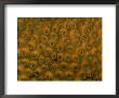 A Close-Up Of Coral Polyps by Wolcott Henry Limited Edition Pricing Art Print