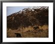 Grizzly Bears Run In The Wild by Joel Sartore Limited Edition Print