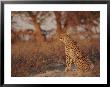 Cheetah by Nicole Duplaix Limited Edition Pricing Art Print