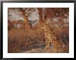 Cheetah by Nicole Duplaix Limited Edition Print