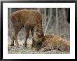 A Wood Buffalo Calf Nuzzles Its Twin by Paul Nicklen Limited Edition Print