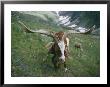 Close View Of A Goat With Long Horns by Walter Meayers Edwards Limited Edition Print