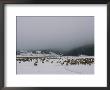 A Herd Of Elk Or Wapitis In Grand Teton National Park by Raymond Gehman Limited Edition Print