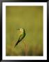 Bee-Eater Bird by Beverly Joubert Limited Edition Pricing Art Print