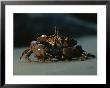 A Close View Of A Crab by Chris Johns Limited Edition Print