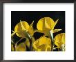 Petticoat Daffodils At Dawn by Jason Edwards Limited Edition Pricing Art Print