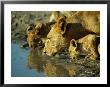 Lion Pride At A Water Hole by Beverly Joubert Limited Edition Print