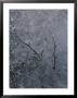 Tree Branch In The Ice by Marc Moritsch Limited Edition Print