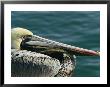Portrait Of A Brown Pelican by Marc Moritsch Limited Edition Print