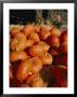 Close View Of A Pile Of Picked Pumpkins by Marc Moritsch Limited Edition Print