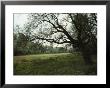 Gnarled Tree Branches Reaching Into A Small Woodland Meadow by Klaus Nigge Limited Edition Print