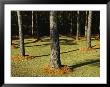Longleaf Pine Trees Mulched With Pine Needles Along Interstate 95 by Raymond Gehman Limited Edition Print