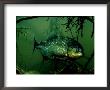 Piranha, Serrasalmus Natteri by Rodger Jackman Limited Edition Pricing Art Print