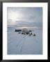 Sled Dogs Rest Near The Mushers Tent At The End Of The Day by Norbert Rosing Limited Edition Print