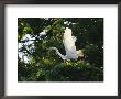 A Great Egret Spreads Its Wings In Its Vine-Covered Nest by Raymond Gehman Limited Edition Print