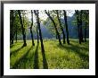 A Small Cemetery Located Among A Grove Of Trees by Raymond Gehman Limited Edition Print