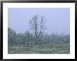 Gentle Falling Snow In A Field With A Forest Backdrop by Bill Curtsinger Limited Edition Print
