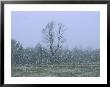 Gentle Falling Snow In A Field With A Forest Backdrop by Bill Curtsinger Limited Edition Print
