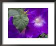 Morning Glory Vine, Maui, Hawaii, Usa by Julie Eggers Limited Edition Print