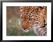 Samburu Leopard, Kenya by Dee Ann Pederson Limited Edition Print