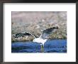 Mew Gull Flying, Alaska, Usa by Charles Sleicher Limited Edition Print