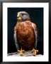 Rock Kestrel Portrait, Cape Town, South Africa by Claudia Adams Limited Edition Print