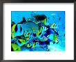 Diver And School Of Double Saddle Butterflyfish (Chaetodon Ulietensis), French Polynesia by Michael Aw Limited Edition Pricing Art Print