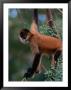 Young Spider Monkey Hanging From Tree In The Curu Biological Reserve, San Jose, Costa Rica by Ralph Lee Hopkins Limited Edition Pricing Art Print