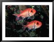Blackbar Soldierfish (Myripristis Jacobus), Tarou, Dominica by Michael Lawrence Limited Edition Print