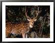 Spotted Axis Deer (Axis Axis) Or Chital, Ranthambhore National Park, Rajasthan, India by Lawrence Worcester Limited Edition Print