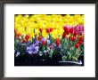 Tulip Display Garden In Skagit County, Washington, Usa by William Sutton Limited Edition Print