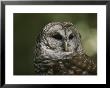 A Close View Of The Head Of A Barred Owl, Strix Varia by Bates Littlehales Limited Edition Print