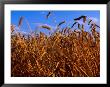 Crop Of Hard Winter Red, Wheat For The Flour Mill In Lyons, South Carolina, Usa by Oliver Strewe Limited Edition Print