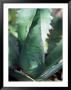 Tobala Agave, Guelatao, Oaxaca, Mexico by Igal Judisman Limited Edition Print