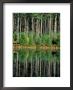 Eastern White Pines In Meadow Lake, Headwaters To The Lamprey River, New Hampshire, Usa by Jerry & Marcy Monkman Limited Edition Print