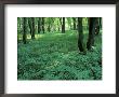 Sensitive Ferns And Silver Maples, Floodplain Forest, Upper Merrimack River, New Hampshire, Usa by Jerry & Marcy Monkman Limited Edition Print