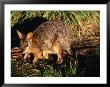 Tammar Wallaby (Macropus Eugenii), Flinders Chase National Park, Australia by Mitch Reardon Limited Edition Print
