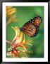 Queen Monarch Resting On Spiderflower, Woodland Park Zoo, Washington, Usa by Jamie & Judy Wild Limited Edition Print