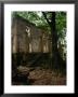 Ruins Of Penal Settlement On Ile Royale, French Guiana by Wayne Walton Limited Edition Print