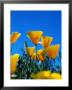 Poppies (Eschscholzia Californica), State Flower, Humboldt Bay, Usa by Lee Foster Limited Edition Print
