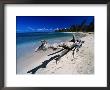 A Large Piece Of Driftwood On The Idyllic Tropical Beach At Las Terrenas,Dominican Republic by Alfredo Maiquez Limited Edition Print