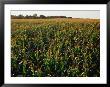 Field Of Corn Near Aberdeen, Aberdeen, Usa by Rick Gerharter Limited Edition Pricing Art Print