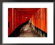 Fushimi-Inari Taisha Torii Tunnels, Japan by Frank Carter Limited Edition Print