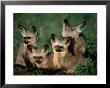 Bat-Eared Fox Pups (Octocyon Megalotis) In Their Den, Serengeti National Park, Tanzania by Ariadne Van Zandbergen Limited Edition Pricing Art Print