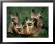 Bat-Eared Fox Pups (Octocyon Megalotis) In Their Den, Serengeti National Park, Tanzania by Ariadne Van Zandbergen Limited Edition Print