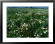 Field Of Wildlfowers, West Zealand, Denmark by Jon Davison Limited Edition Print