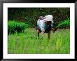 Ifugao Women Transplanting Rice, Banaue, Philippines by Richard I'anson Limited Edition Print