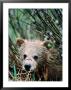 Grizzly Cub In Grass (Ursus Arctos), Denali National Park & Preserve, U.S.A. by Mark Newman Limited Edition Print