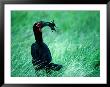 Ground Hornbill (F. Tockus) Eating Frog, Ngorongoro Conservation Area, Arusha, Tanzania by Mitch Reardon Limited Edition Print